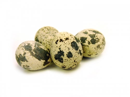 Перепелиные яйца польза или вред. Интересные и полезные статьи, советы для женской аудитории